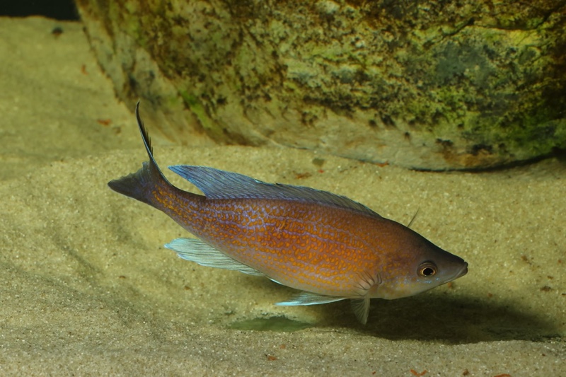 Cyprichromis pavo 'Katete'